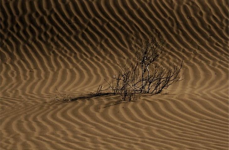 Mysteries of Morgans in the Desert