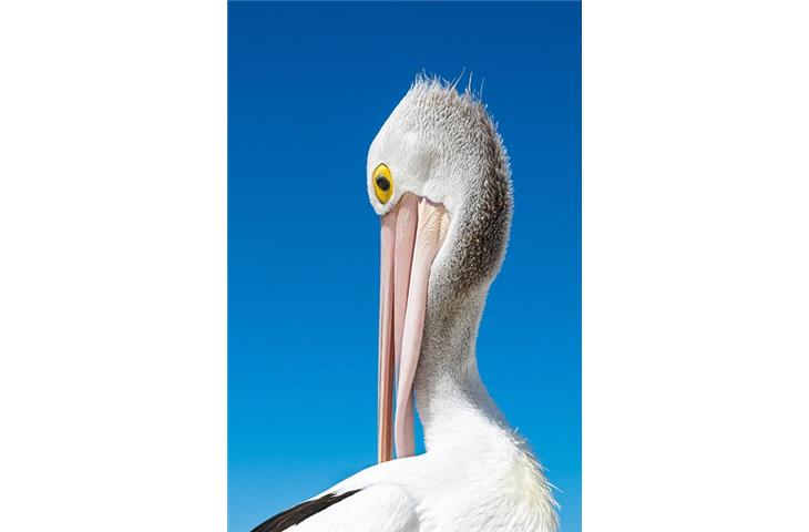 daytona beach pelican bay hotels