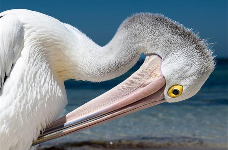 daytona beach pelican bay hotels